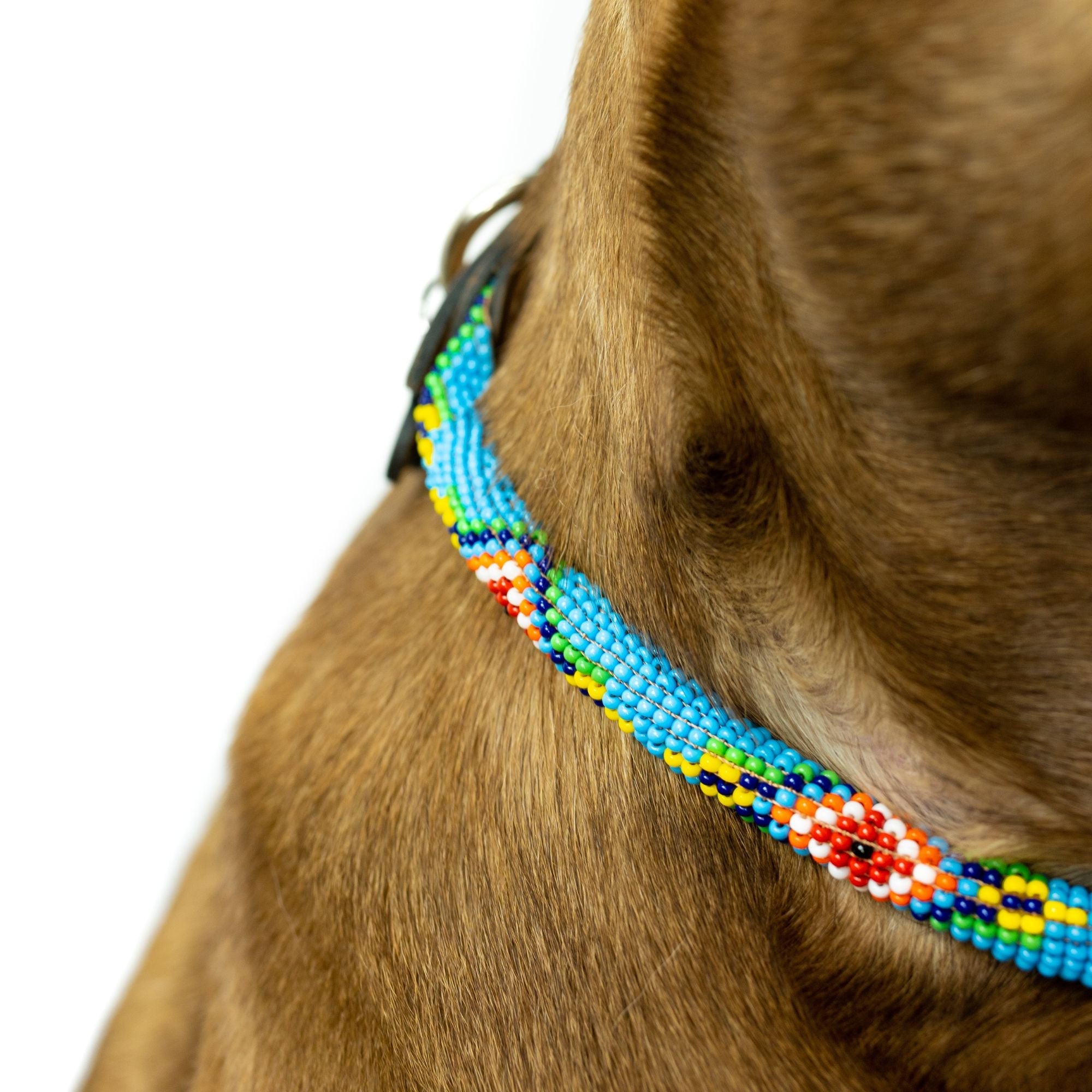 Blue Vogue Sambboho dog collar (rolled) by Sambboho