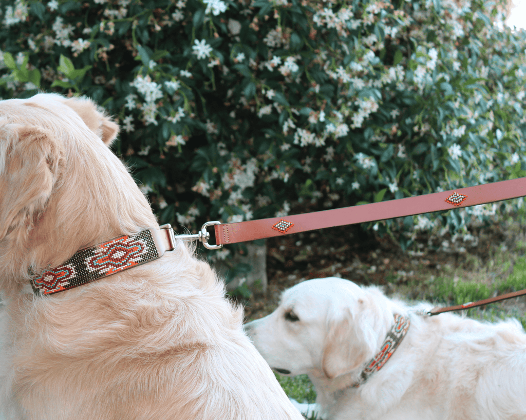 Matching leash/dog collar Boho Chic Sambboho Bundle by Sambboho