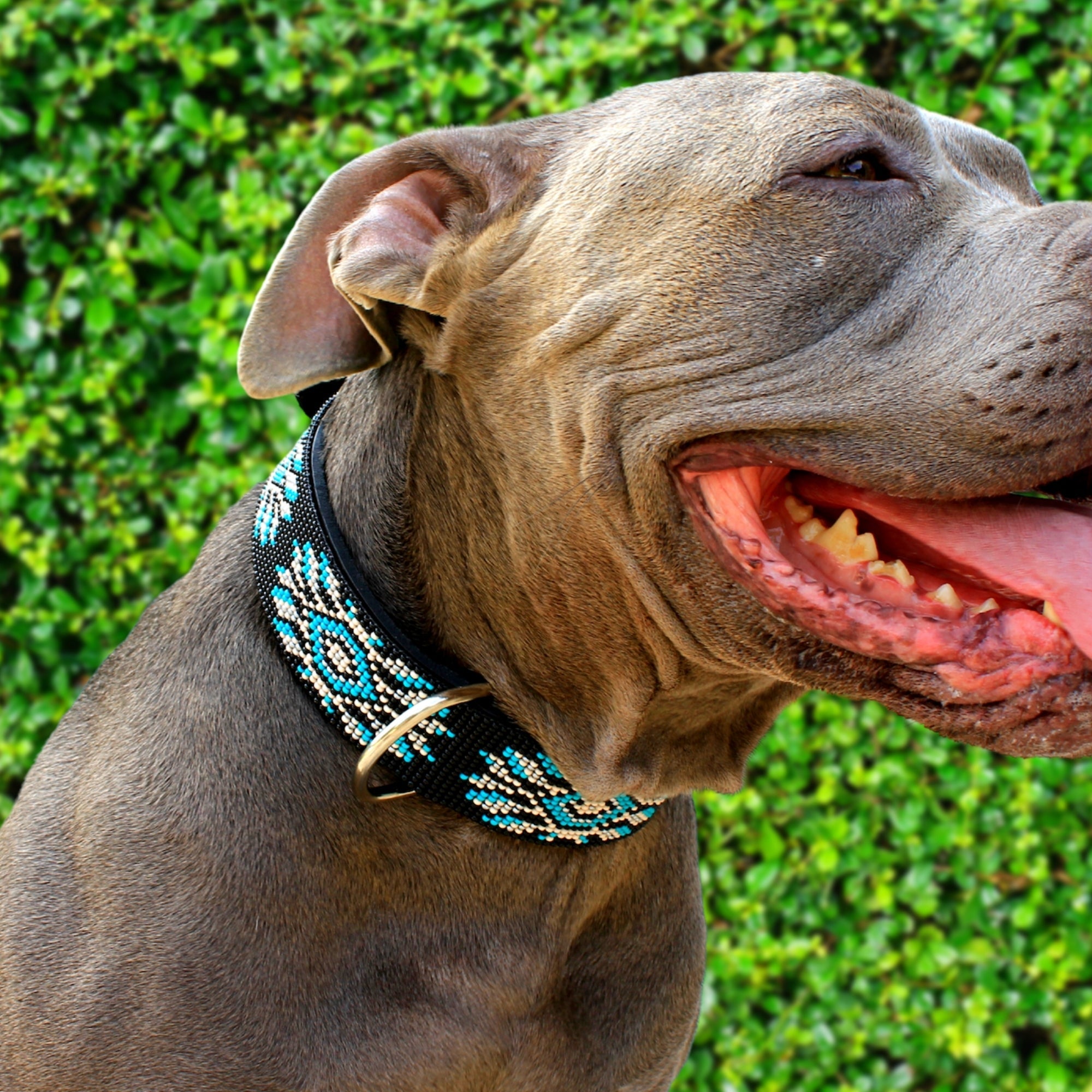 Bora Bora Sambboho dog collar (with center D-ring) by Sambboho