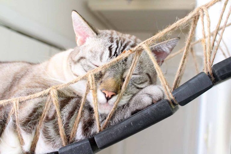 Cat Wall Bridge and Shelf Set by Catastrophic Creations