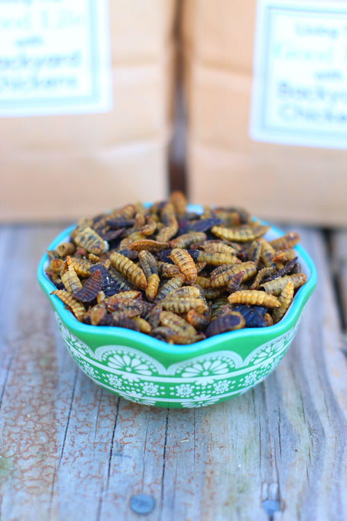 Black Soldier Fly Larvae (From NORTH AMERICA!!) -- LoveBugs For Hens (TM) by Dahlia Pets