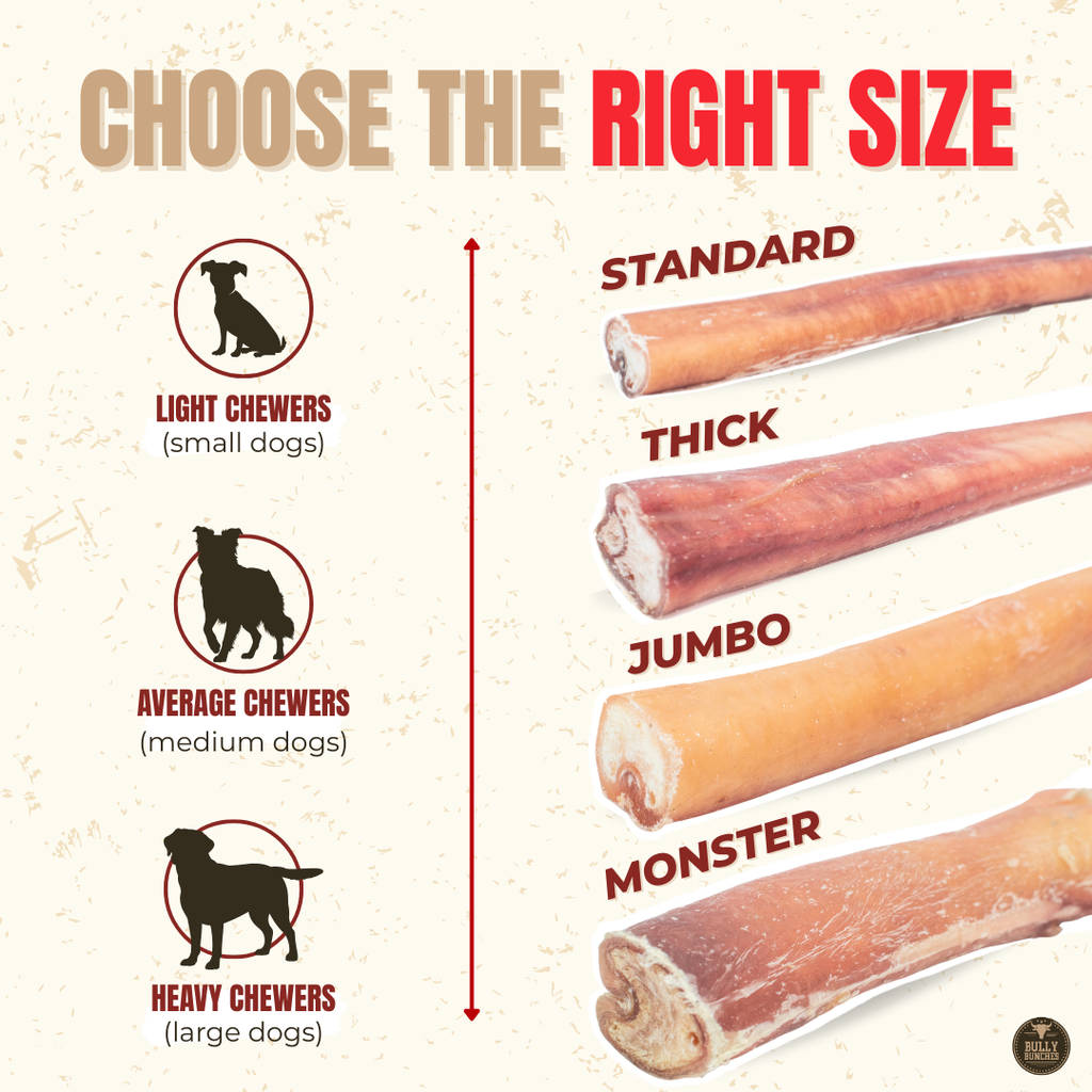 6 Inch Thick Bully Stick by Bully Bunches