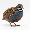 Button Quail Eggs -Eggs for Hatching by Quailz.com by Undique LLC