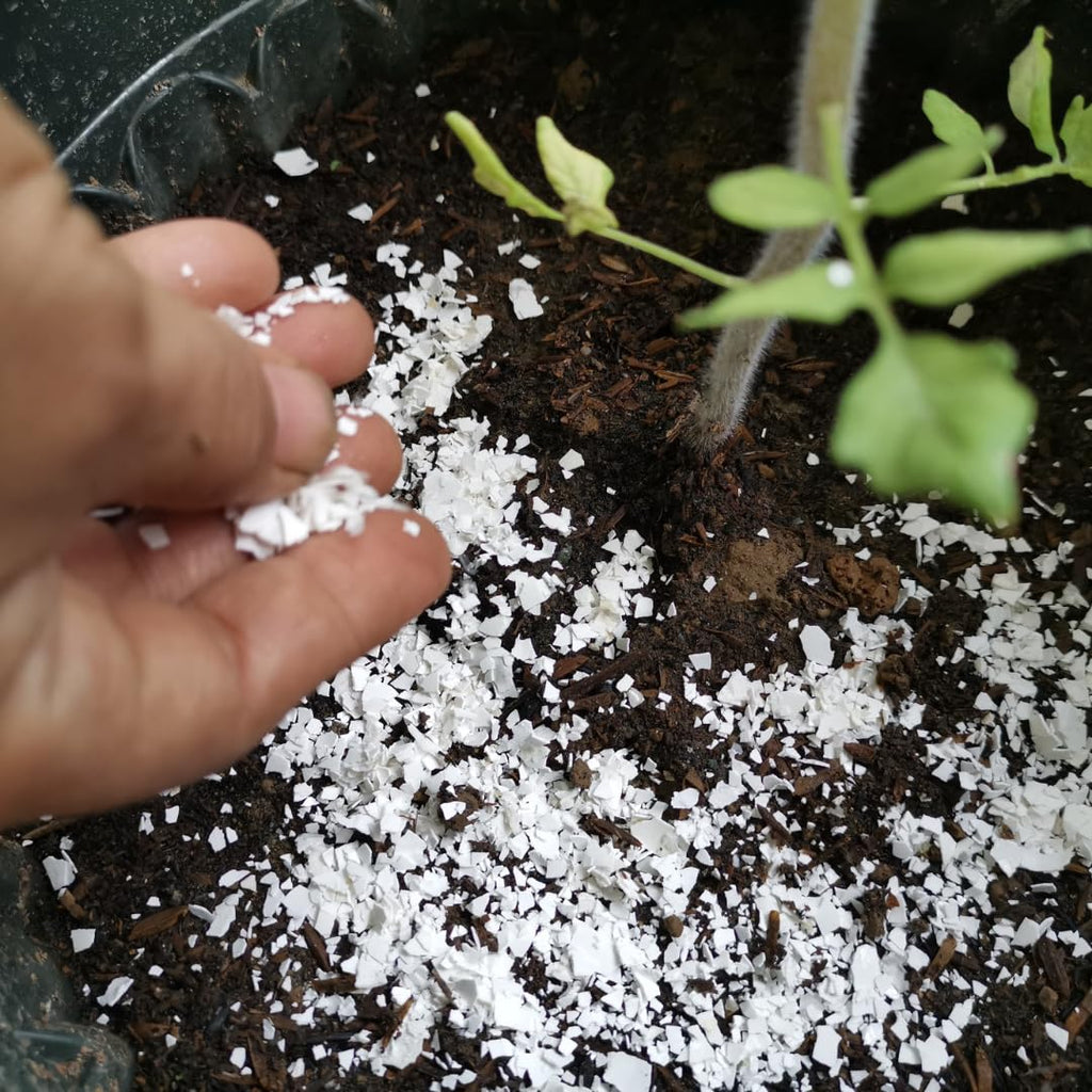 Quail PlantShellz - The Natural Nourishment for Your House Plants by Quailz.com by Undique LLC