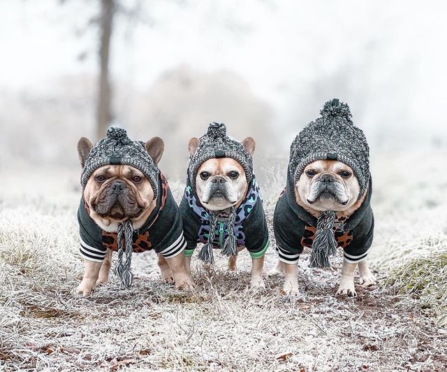Autumn Winter Warm Knitted Pet Hats With Fluffy Ball by Furr Baby Gifts