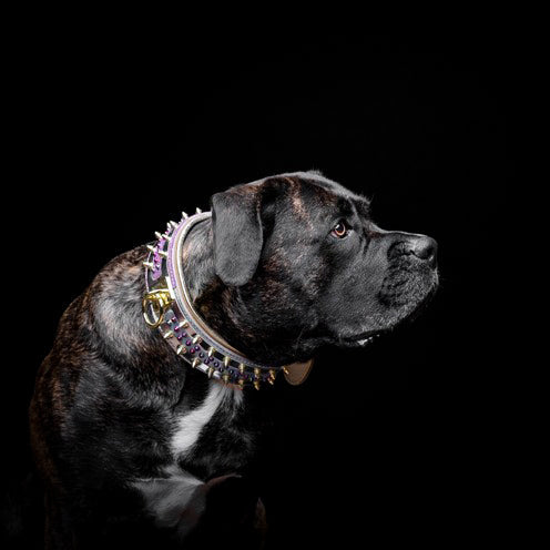 The Candy Dog Collar by Bestia Dog Gear
