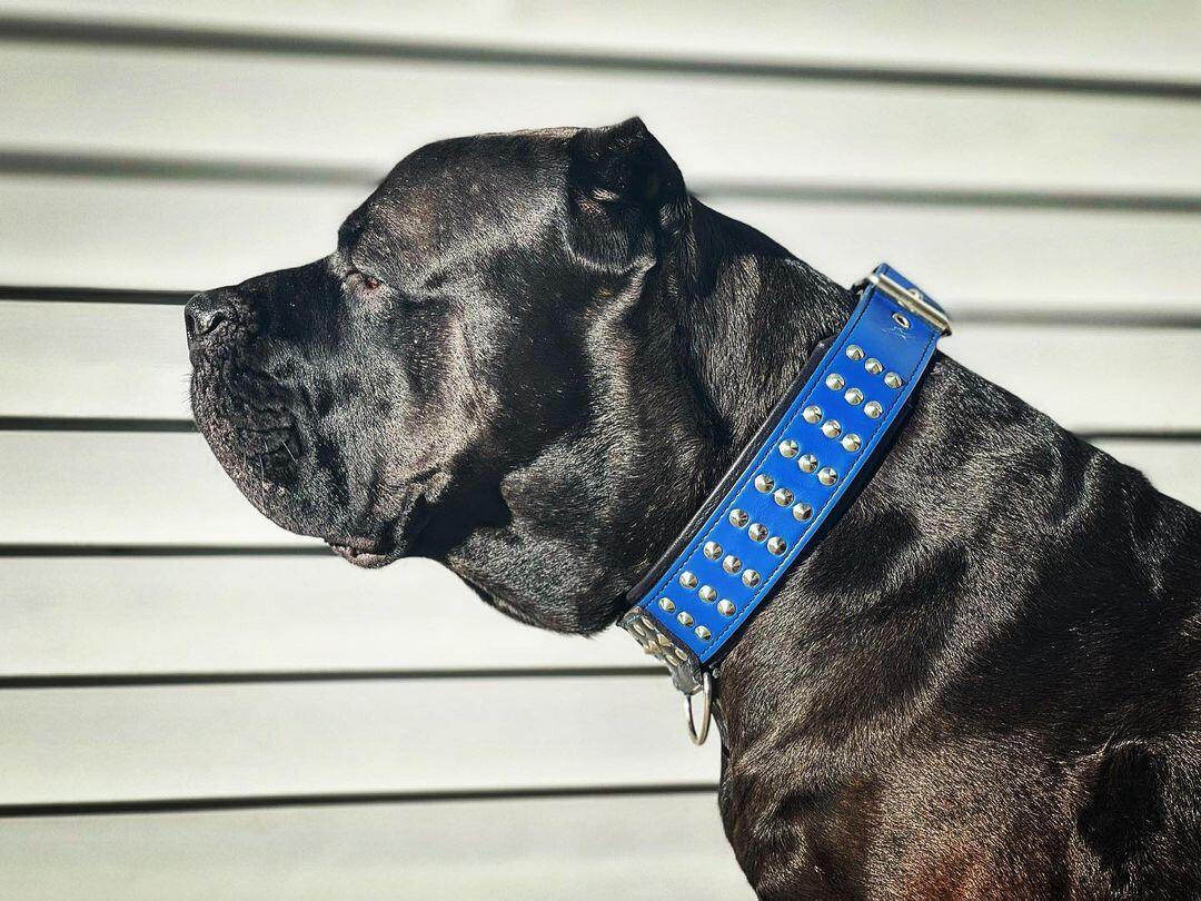 "Star" collar by Bestia Dog Gear