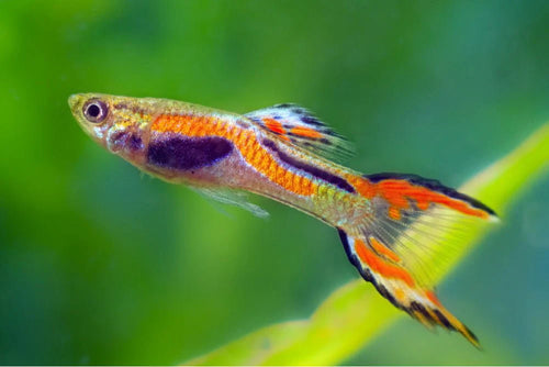 Assorted Endler's Livebearer by Danaqua Live Fish & More