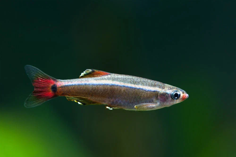 White Cloud Minnow by Danaqua Live Fish & More