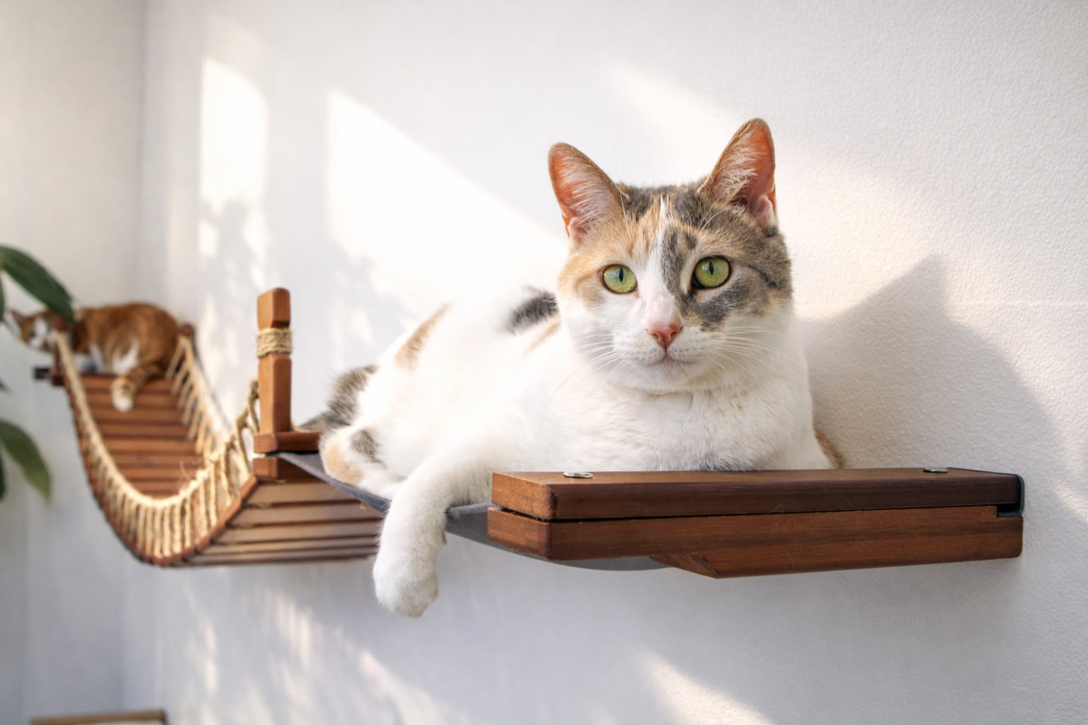 Double Cat Hammock and Climbing Bridge Combo by Catastrophic Creations
