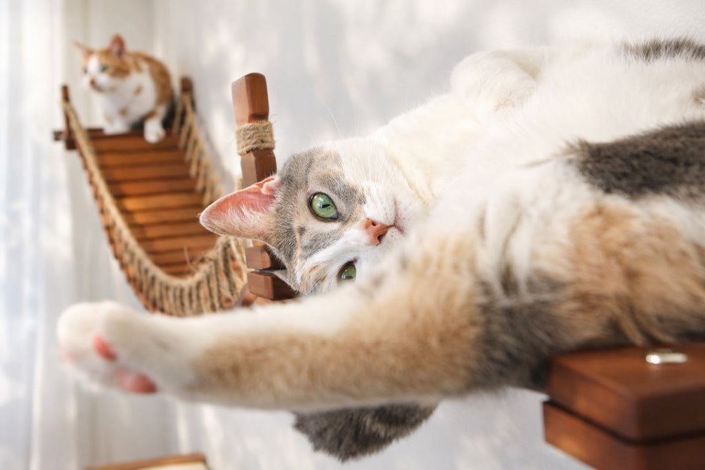 Double Cat Hammock and Climbing Bridge Combo by Catastrophic Creations