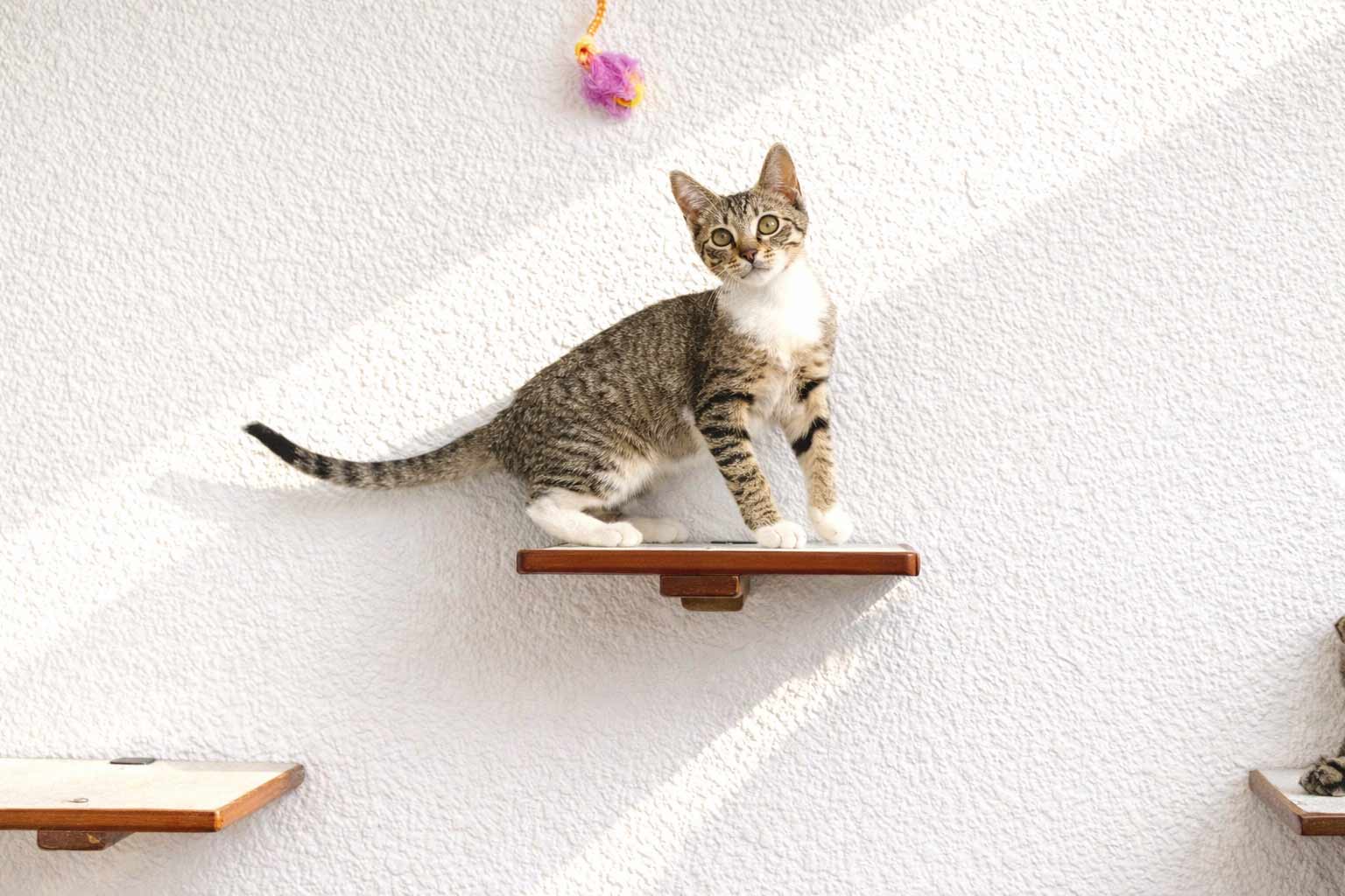 Cat Perch - Wall Mounted and Wooden by Catastrophic Creations