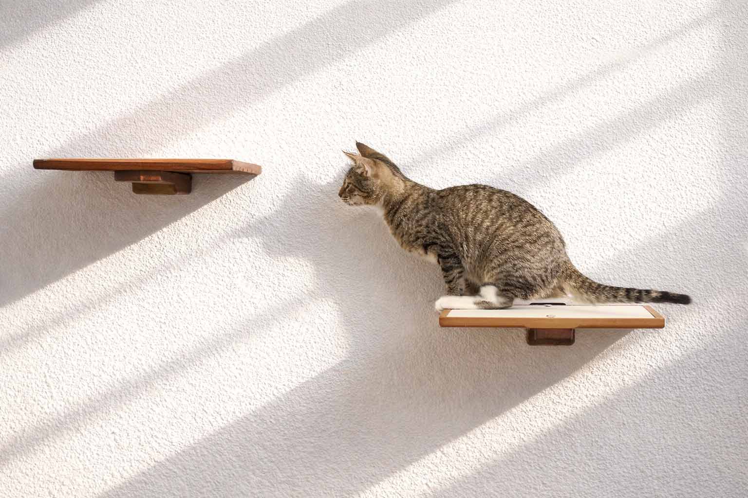 Cat Perch - Wall Mounted and Wooden by Catastrophic Creations