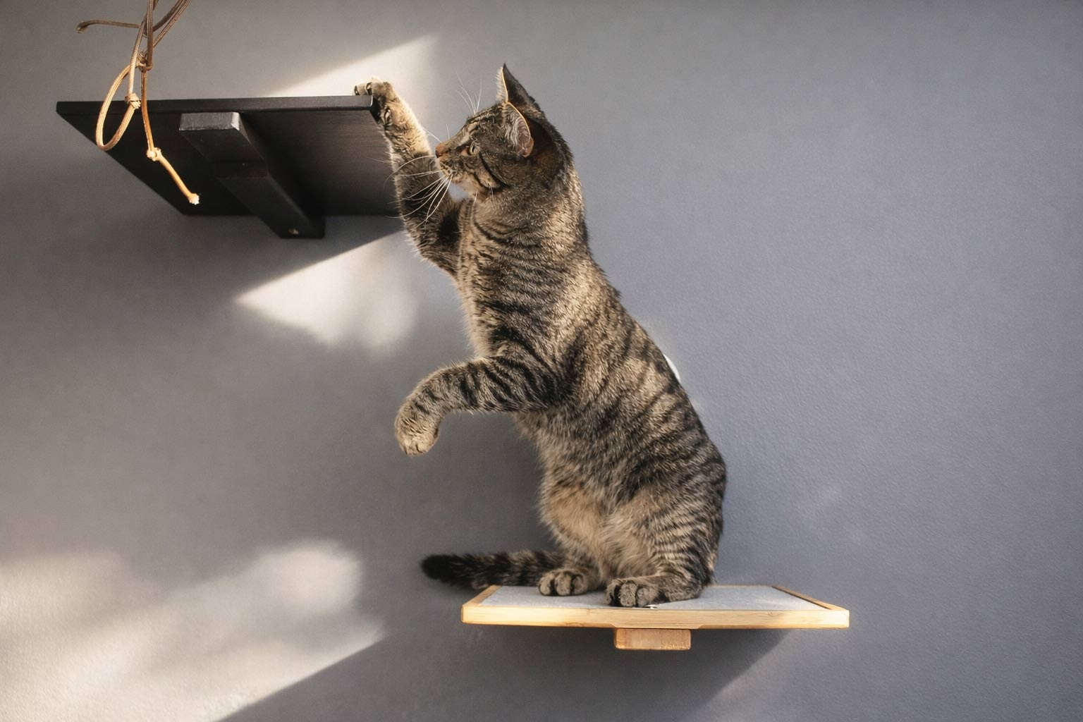 Cat Perch - Wall Mounted and Wooden by Catastrophic Creations