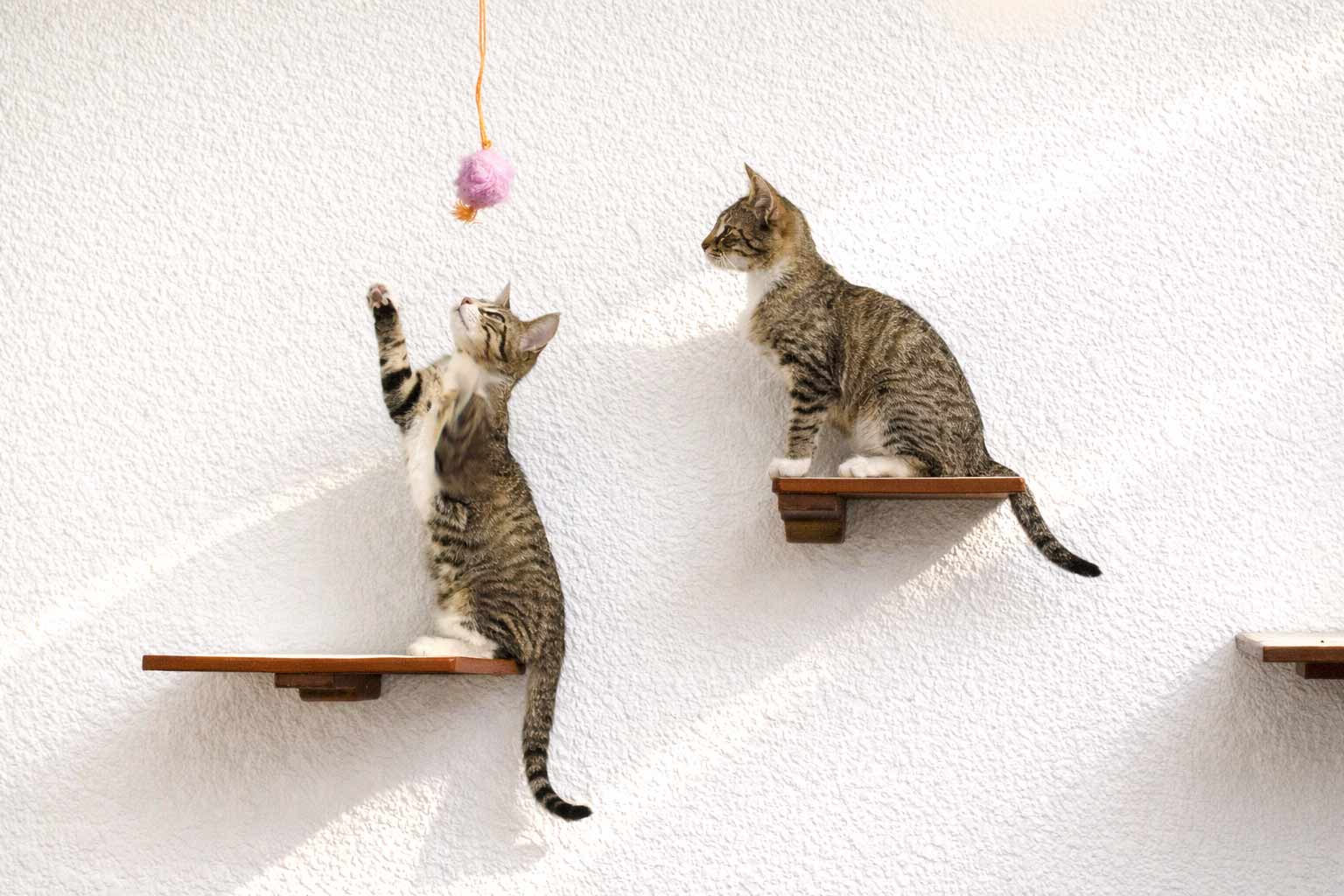 Cat Perch - Wall Mounted and Wooden by Catastrophic Creations