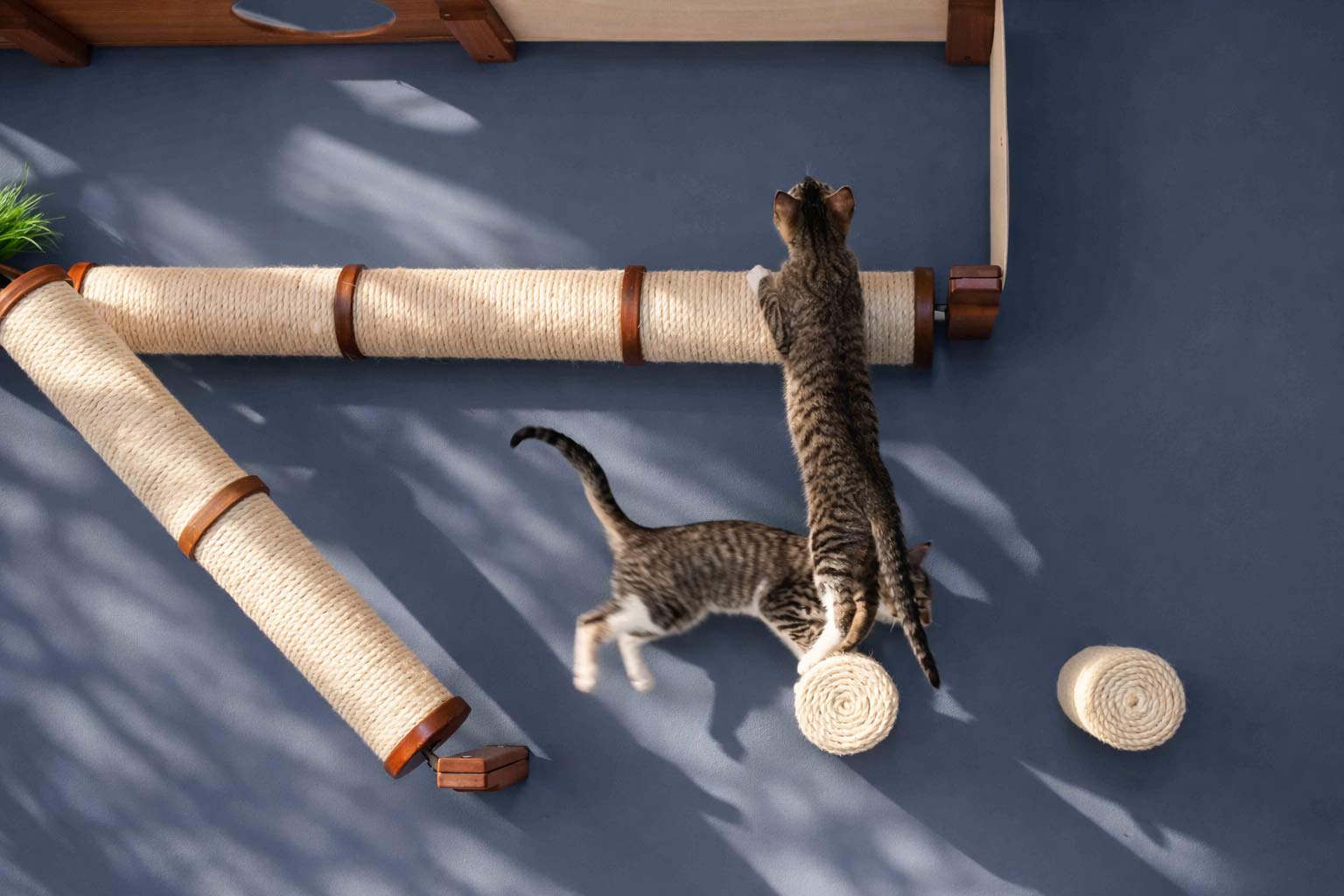 Floating Cat Step for Wall by Catastrophic Creations