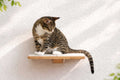 Cat Perch - Wall Mounted and Wooden by Catastrophic Creations