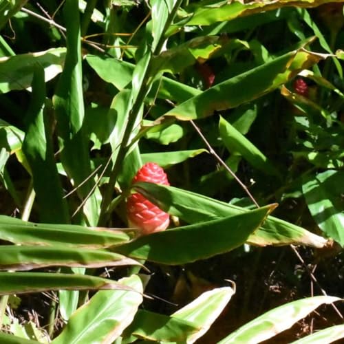 Hawaiian Awapuhi Shampoo Ginger Plant Rhizomes Starter Kit - 2 Rhizomes, Ideal for Cultivating Awapuhi Plant, Perfect Shampoo Ginger Rhizomes for Garden Enthusiasts and Beginners by Quailz.com by Undique LLC