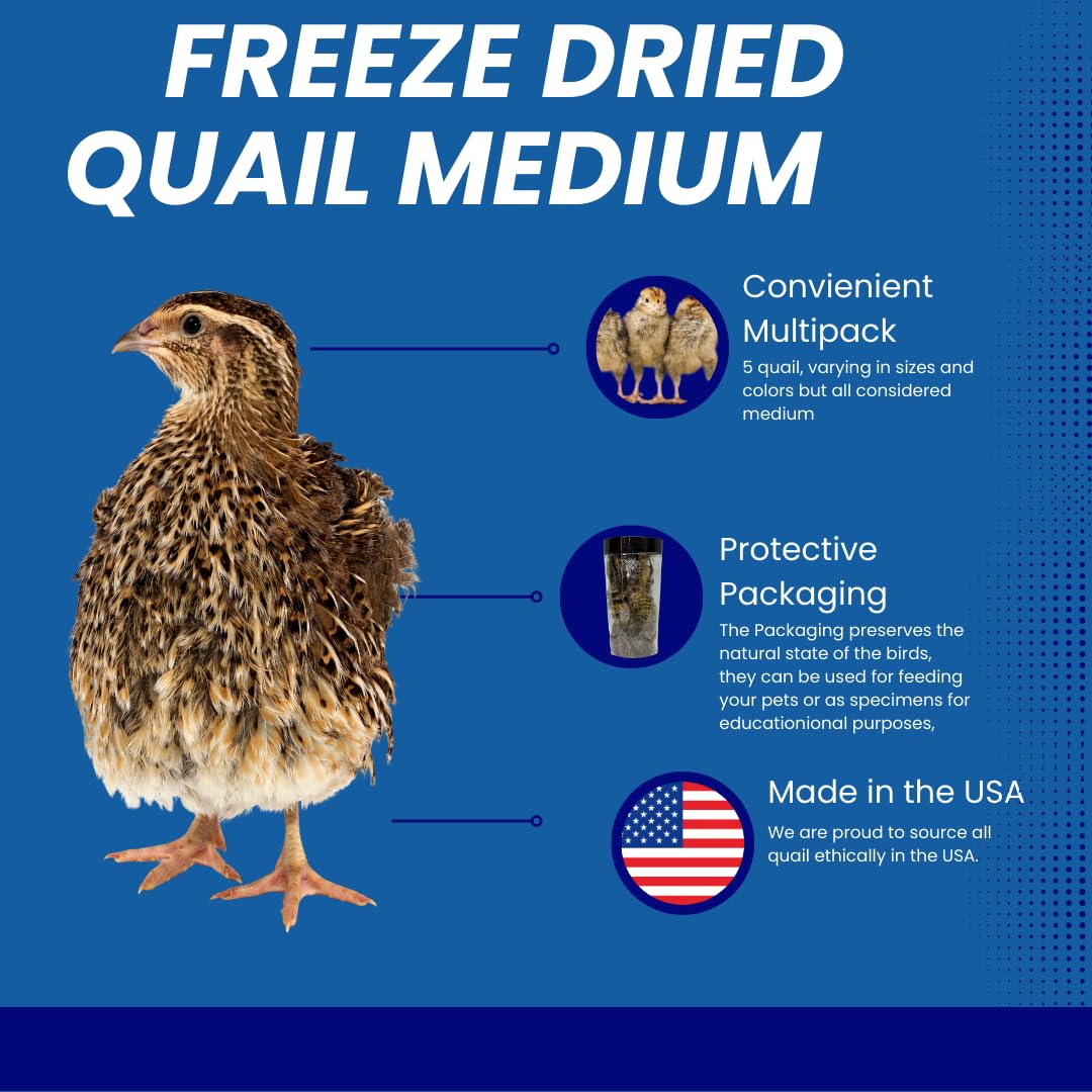 Whole Quail Chick for Carnivore Pets - Natural Prey Feeding - Quality ...