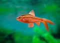 Longfin Cherry Barb PACK OF 6 by Danaqua Live Fish & More