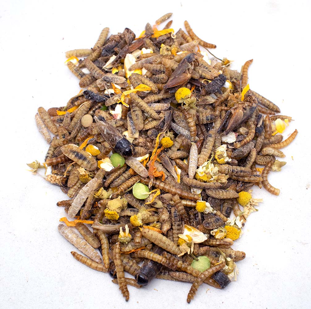 Chicken Candy Treat For Chickens: BloomGrubs, Mealworms, Crickets, Corn, Peas, & More! by Dahlia Pets