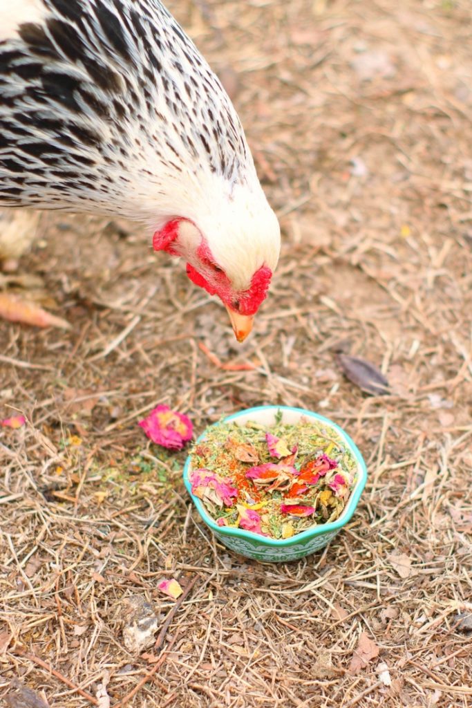 WormBGone Nesting Herbs For Pet Chickens With Roses, Chilis, Calendula, Dandelion For Healthier Coops by Dahlia Pets