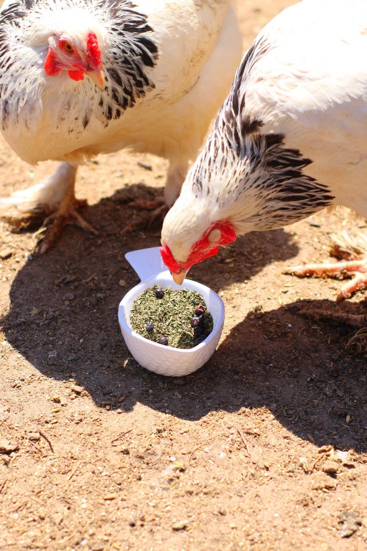 MitesBGone Herbal Blend For Nesting Boxes Or Dust Baths To Repel Mites by Dahlia Pets