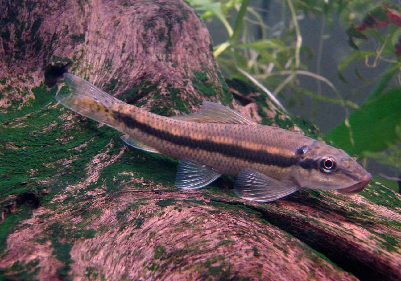 Chinese Algae Eater (Gyrinocheilus aymonieri) by Danaqua Live Fish & More