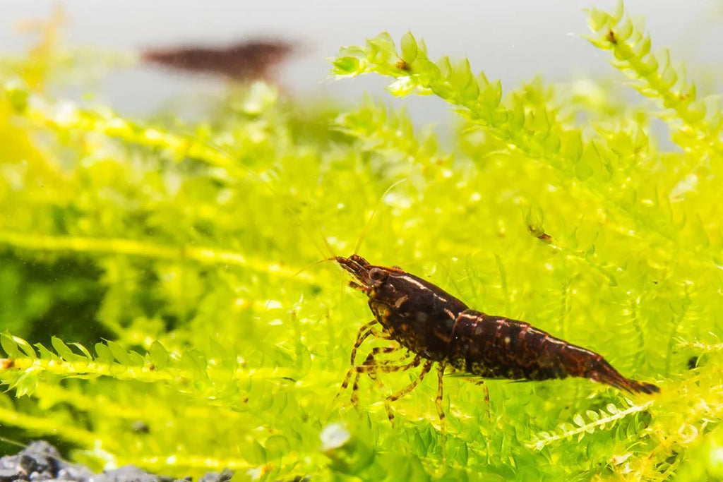 Chocolate Shrimp by Danaqua Live Fish & More