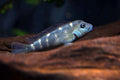 Buffalo Head Cichlid by Danaqua Live Fish & More