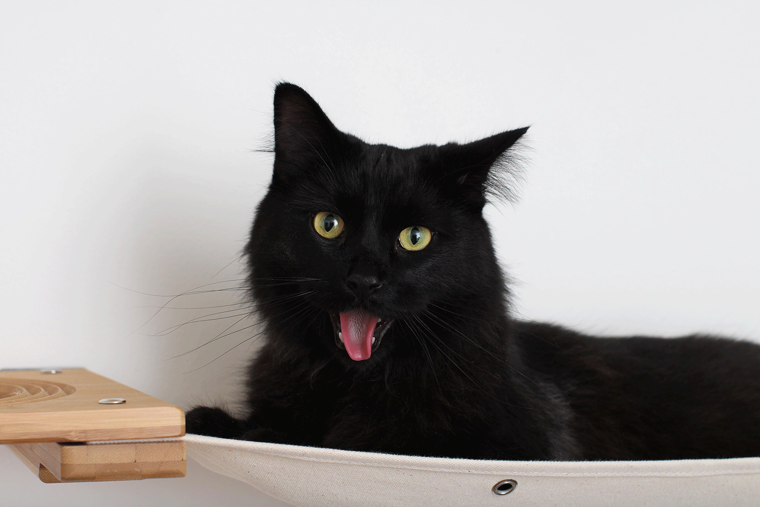 The Climb Condo - Cat Wall Climbing System by Catastrophic Creations