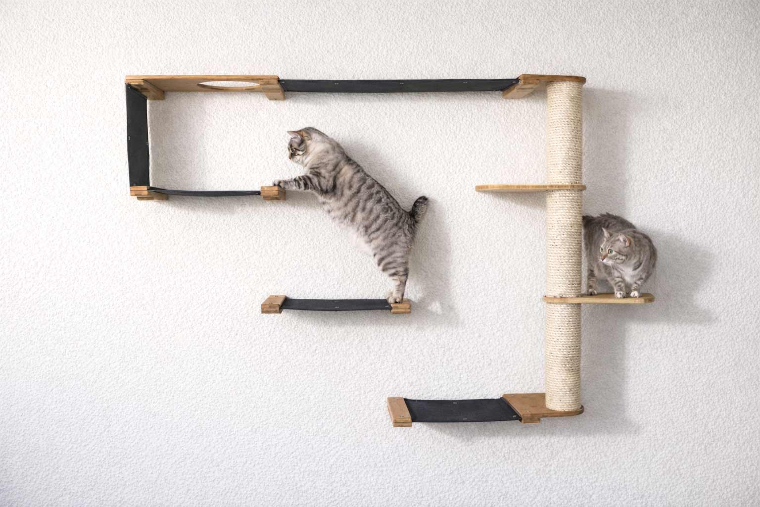 The Climb Condo - Cat Wall Climbing System