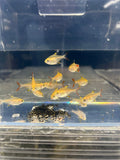 Pristella Golden Tetra PACK OF 6 by Danaqua Live Fish & More