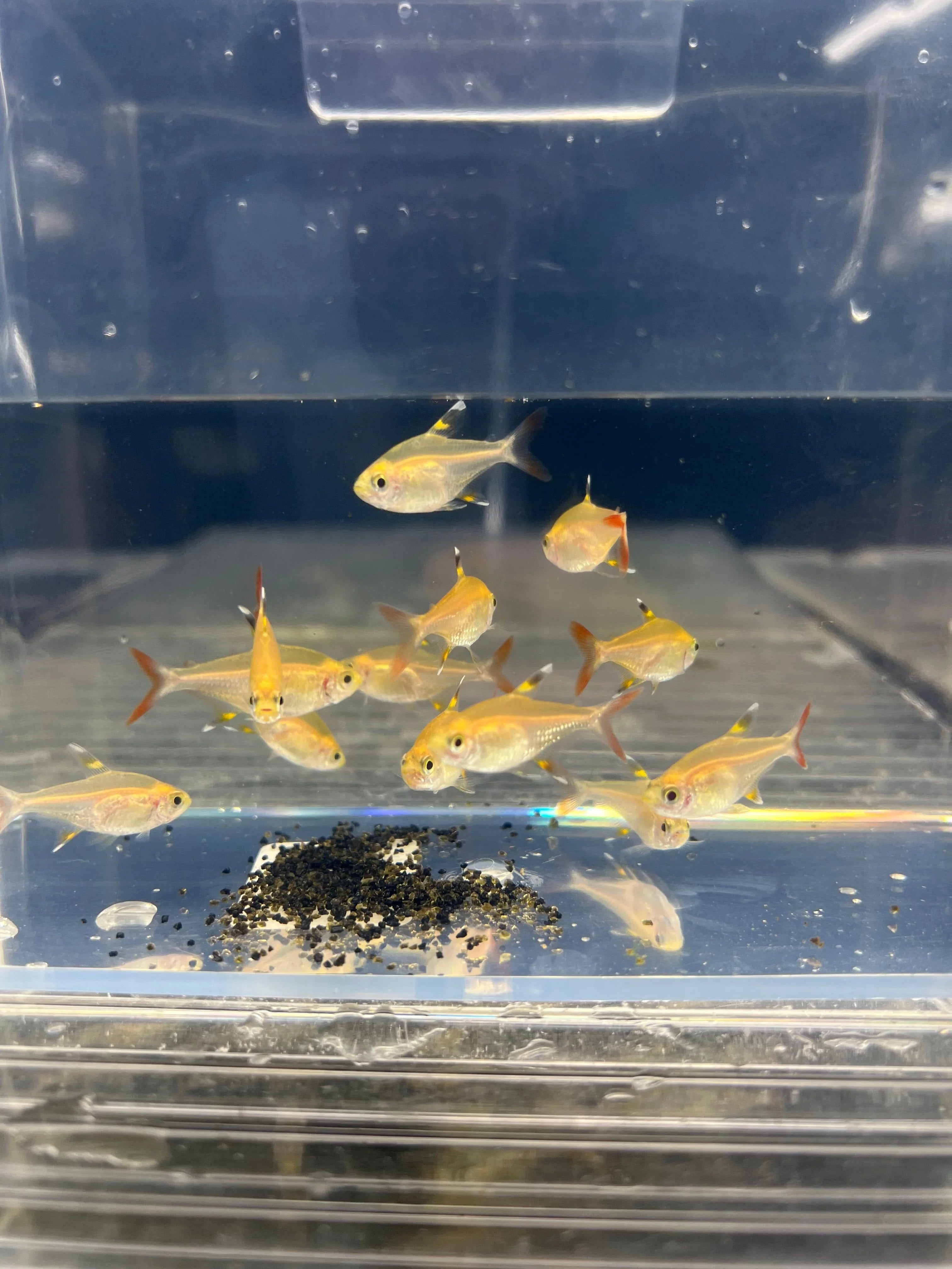 Pristella Golden Tetra PACK OF 6 by Danaqua Live Fish & More