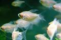 White Skirt Tetra PACK OF 6