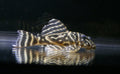 Colombian Zebra Pleco (L129) by Danaqua Live Fish & More