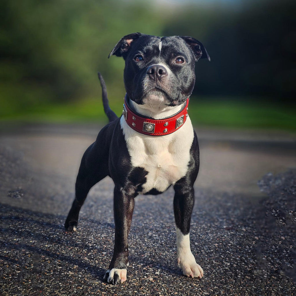 The "Eros" collar 2 inch wide Red by Bestia Dog Gear