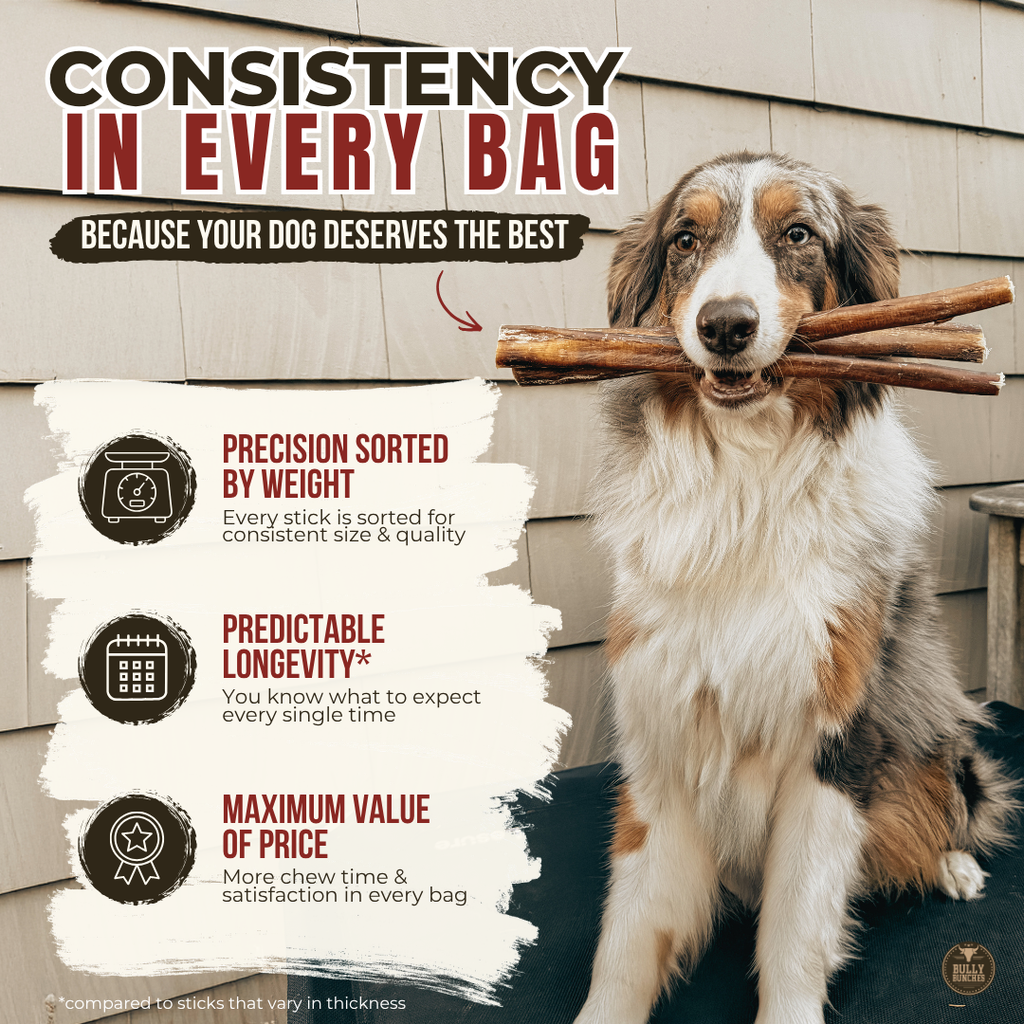 6 Inch Standard Bully Stick by Bully Bunches