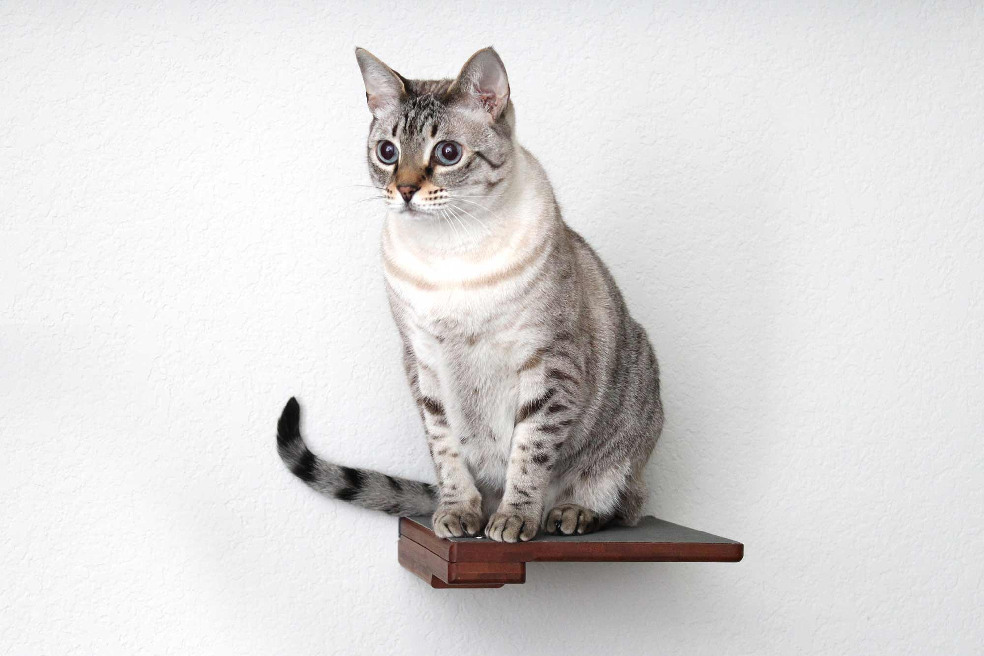 Cat Climbing Shelf by Catastrophic Creations