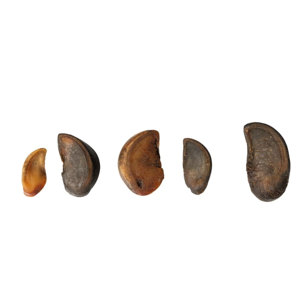 All-Natural Cow Hooves Dog Chews – Premium Crunchy Treats for Dental Health – (25/Case) by American Pet Supplies