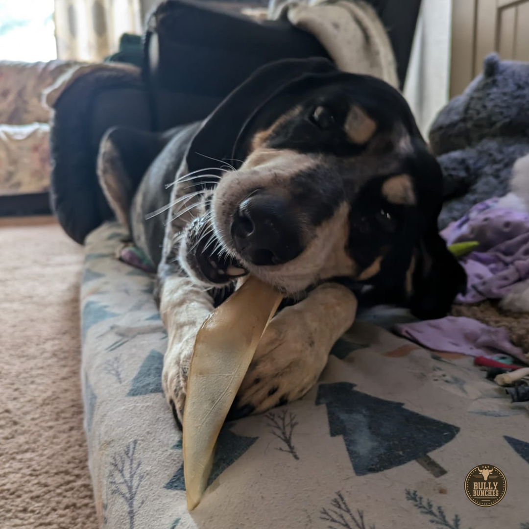 Natural Cow Ear by Bully Bunches