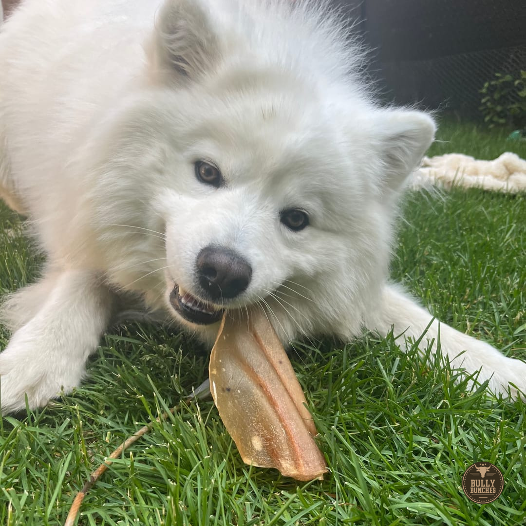 Natural Cow Ear by Bully Bunches
