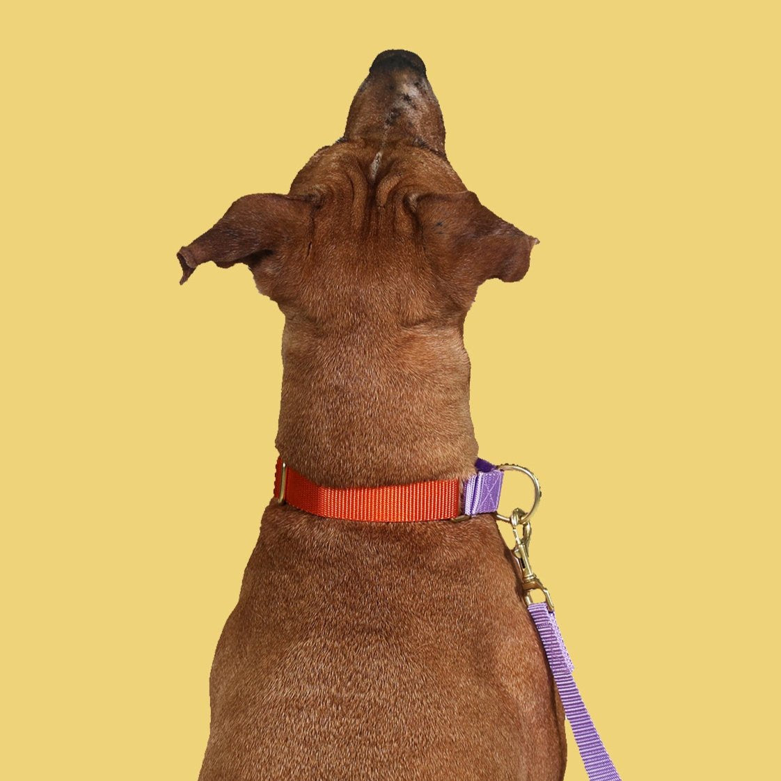 martingale collar / orange + lilac by Major Darling