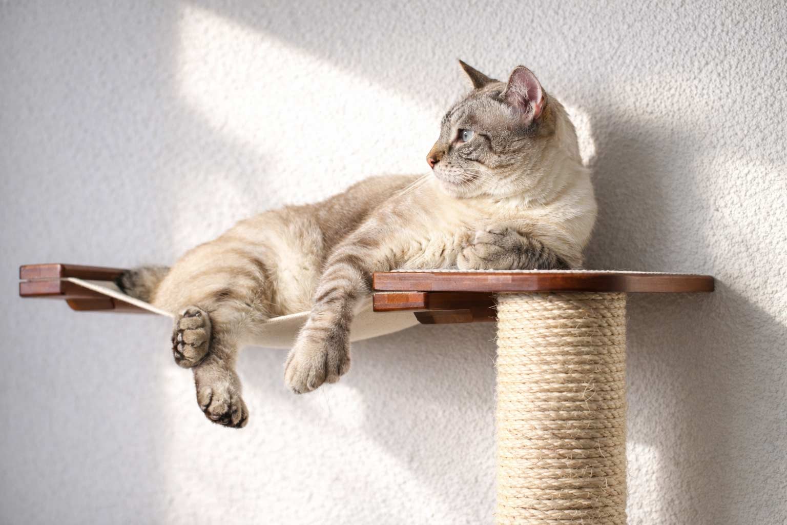 The Crossroads - Cat Wall Scratcher - Tree with Ramp by Catastrophic Creations
