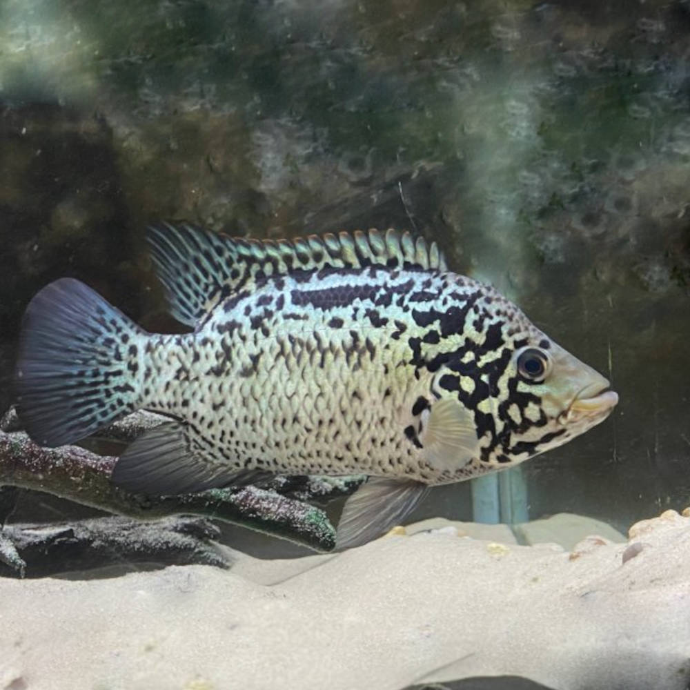 Cuban Cichlid (Nandopsis tetracanthus) by Danaqua Live Fish & More