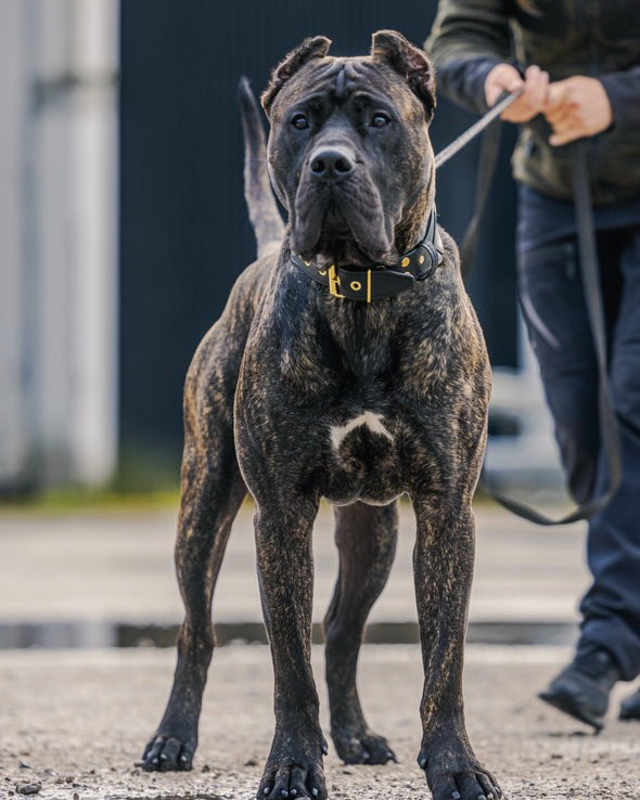 Bestia CUSTOM Collar - Make Your Own! by Bestia Dog Gear
