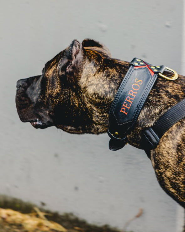 Bestia CUSTOM Collar - Make Your Own! by Bestia Dog Gear
