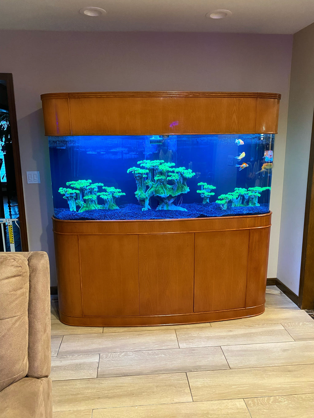 MONSTER TANK! 380 Gallon Seamless Glass Bowfront Reef-Ready Aquarium in Premium Cherry Real Wood Furniture by Northeast Aquariums LLC