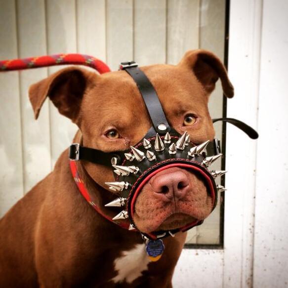 The "Danger" muzzle by Bestia Dog Gear