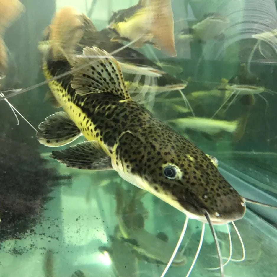 Tiger Shovelnose Hybrid Catfish by Danaqua Live Fish & More